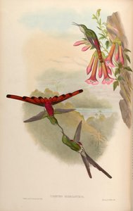 Cometes sparganurus = Sappho sparganura de John Gould